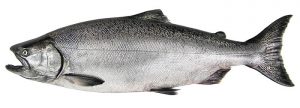 homer-alaska-fishing-charters