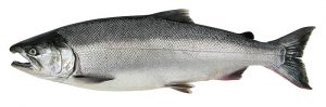 salmon fishing homer alaska