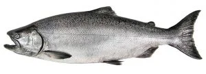 salmon fishing homer alaska