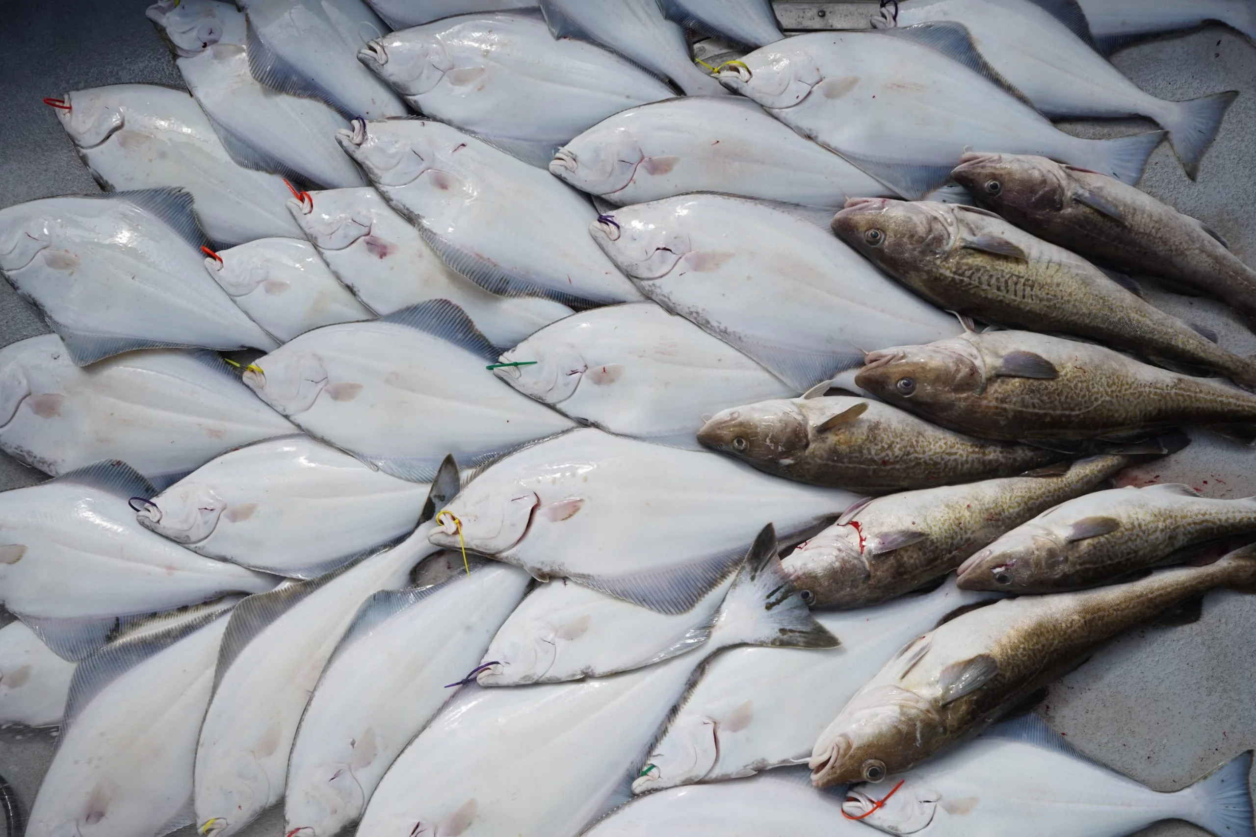 halibut-charter-fishing